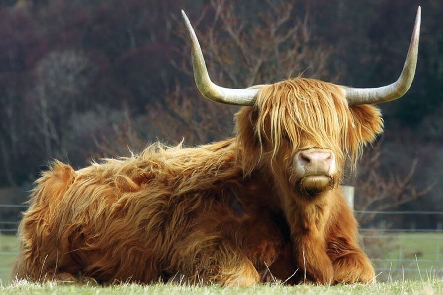 From Glasgow: Oban, Glencoe & West Highland Castles Day Trip - What the guides add to the day