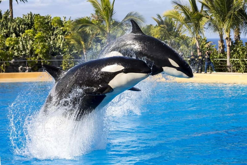From Gran Canaria: Day Trip to Loro Parque Tenerife - Key points to know before booking