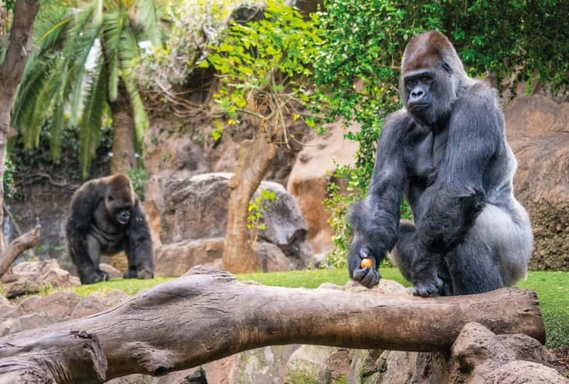 From Gran Canaria: Day Trip to Loro Parque Tenerife - Should you book the Loro Parque day trip?