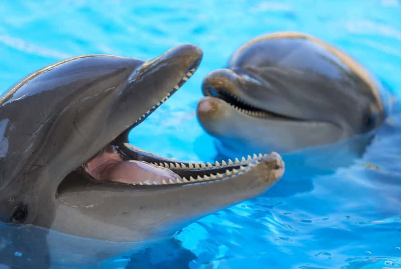 From Gran Canaria: Day Trip to Loro Parque Tenerife - Why this day trip is worth considering
