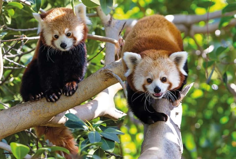 From Gran Canaria: Day Trip to Loro Parque Tenerife - The Santa Cruz connection to Puerto de la Cruz