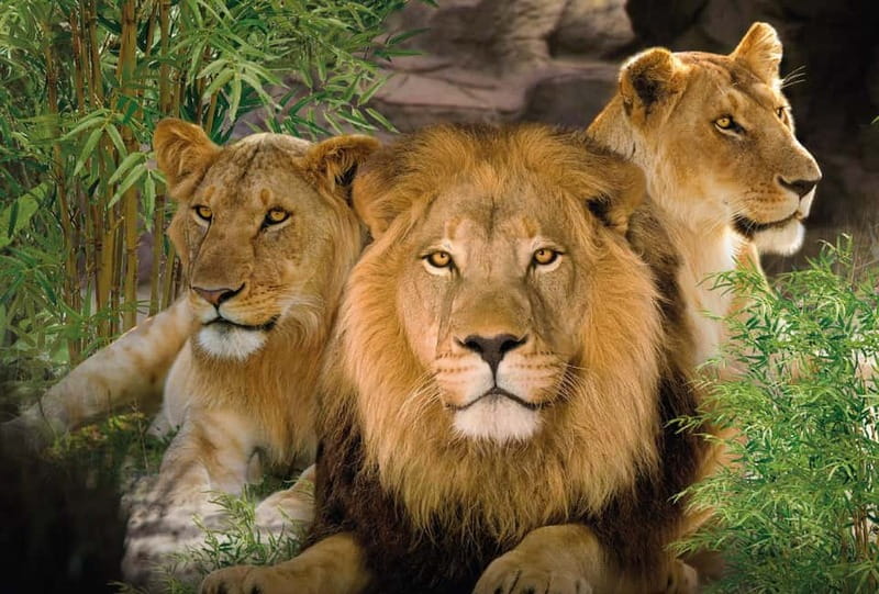 From Gran Canaria: Day Trip to Loro Parque Tenerife - Inside Loro Parque: shows, birds, and big animals
