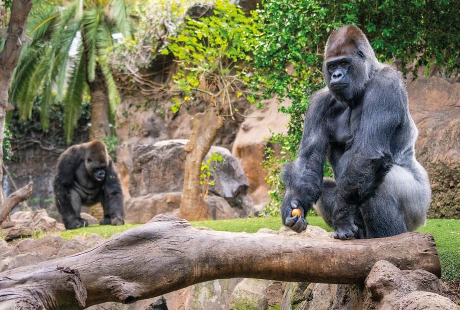 From Gran Canaria: Day Trip to Loro Parque Tenerife - Practical details that matter