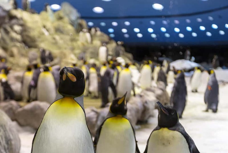 From Gran Canaria: Day Trip to Loro Parque Tenerife - The early pickup and 8:00 AM ferry from Agaete