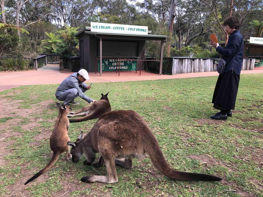 From Haymarket: Hunter Valley Wine and Wildlife Day Trip - Chocolate, cheese, and the first taste of the valley