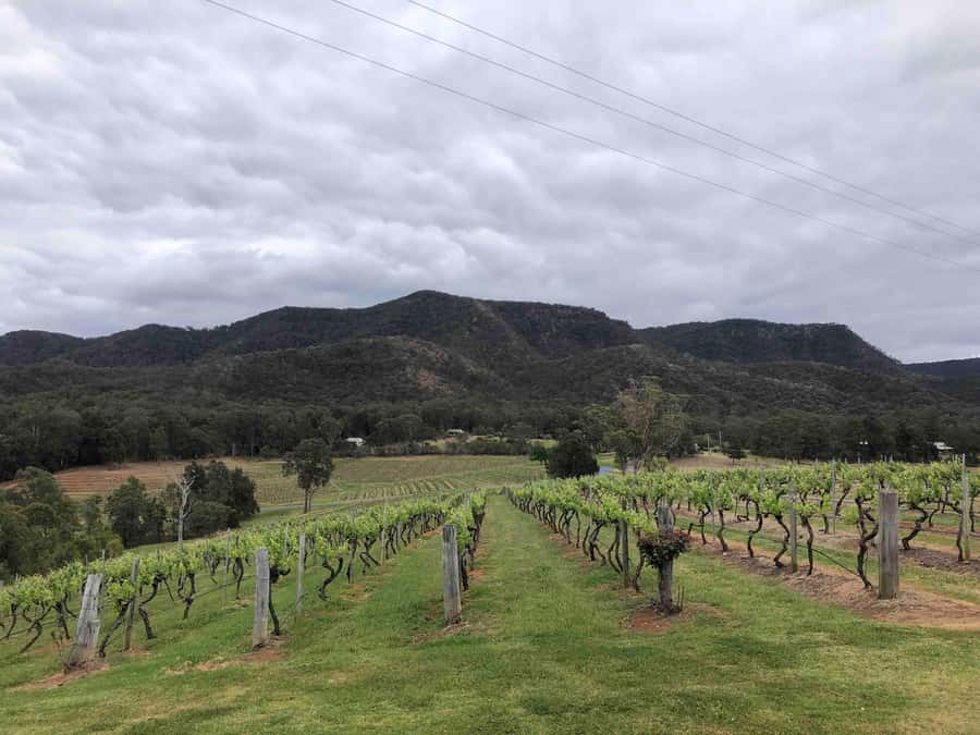 From Haymarket: Hunter Valley Wine and Wildlife Day Trip - Lunch with kangaroo views, or your own picnic