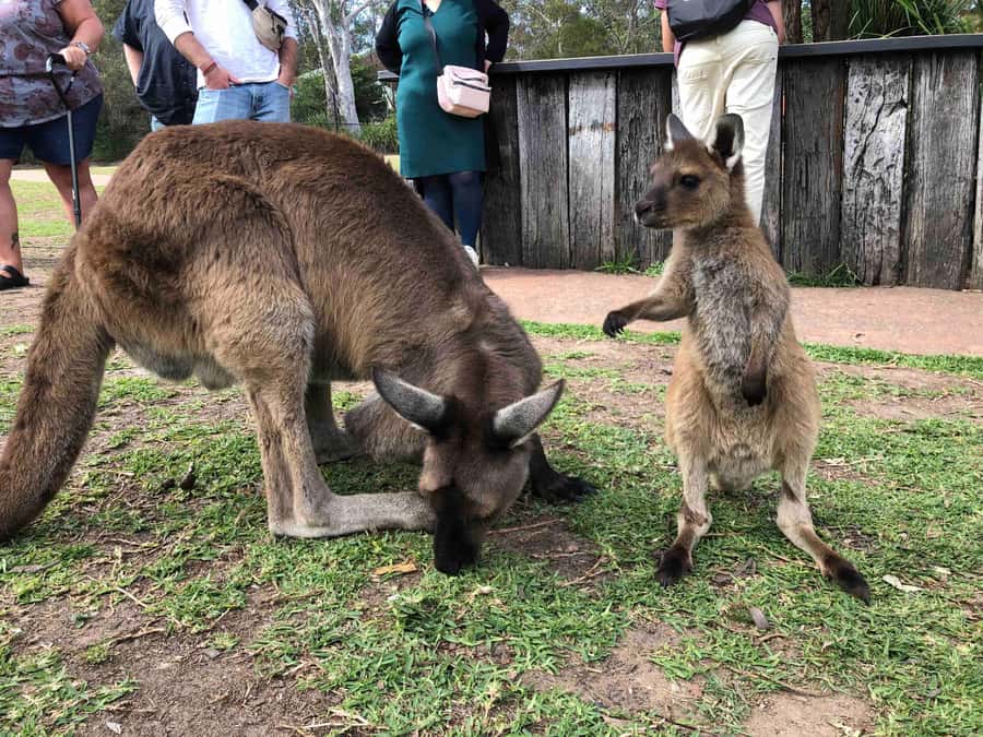 From Haymarket: Hunter Valley Wine and Wildlife Day Trip - Meeting the kangaroos and koalas