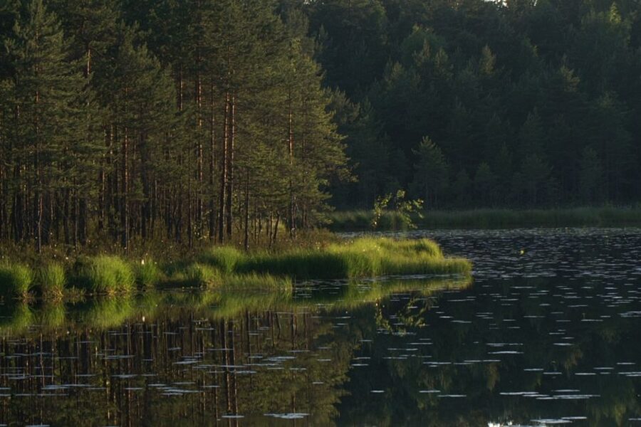 From Helsinki: Nuuksio National Park Half-Day Trip - Rocky spruce forest, lakes, and quiet paths