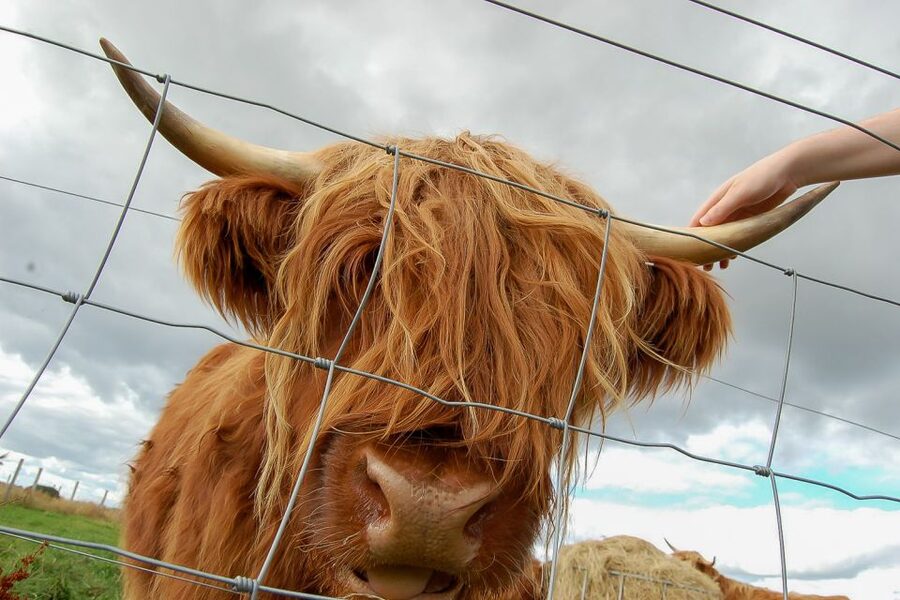 From Inverness: Isle of Skye and Fairy Pools Day Trip - Another Half Hour on the Isle of Skye