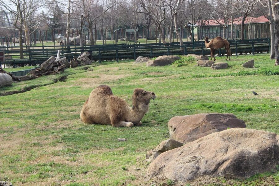 From Istanbul: Guided Day Trip to Sapanca and Masukiye - Sapanca Zoo and the cost of optional activities