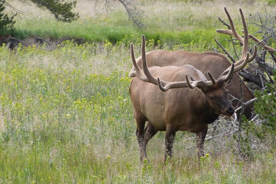 From Jackson: Yellowstone National Park Day Trip with Lunch - Gibbon Falls and Virginia Cascades