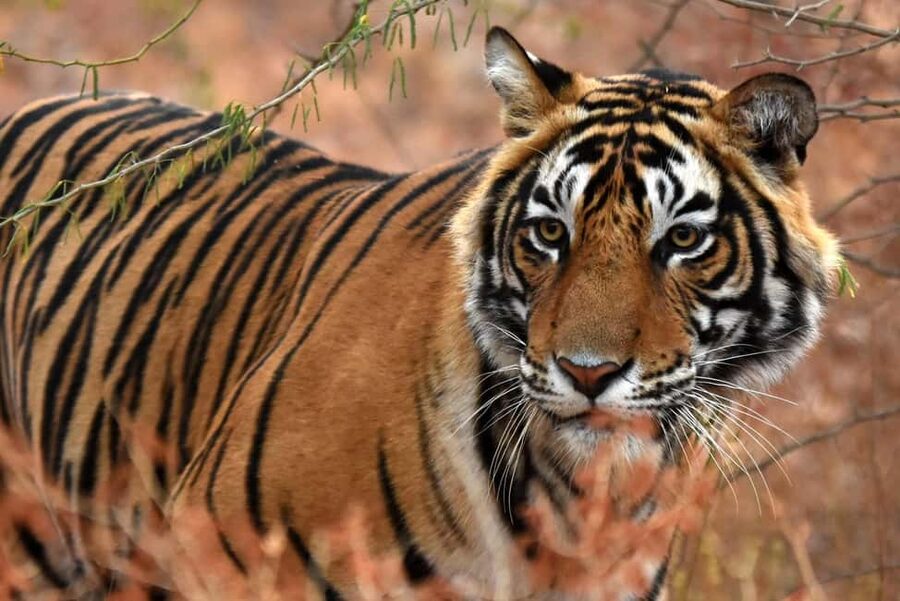 From Jaipur: One Day Trip to Ranthambore Tiger Safari - Key Points at a Glance