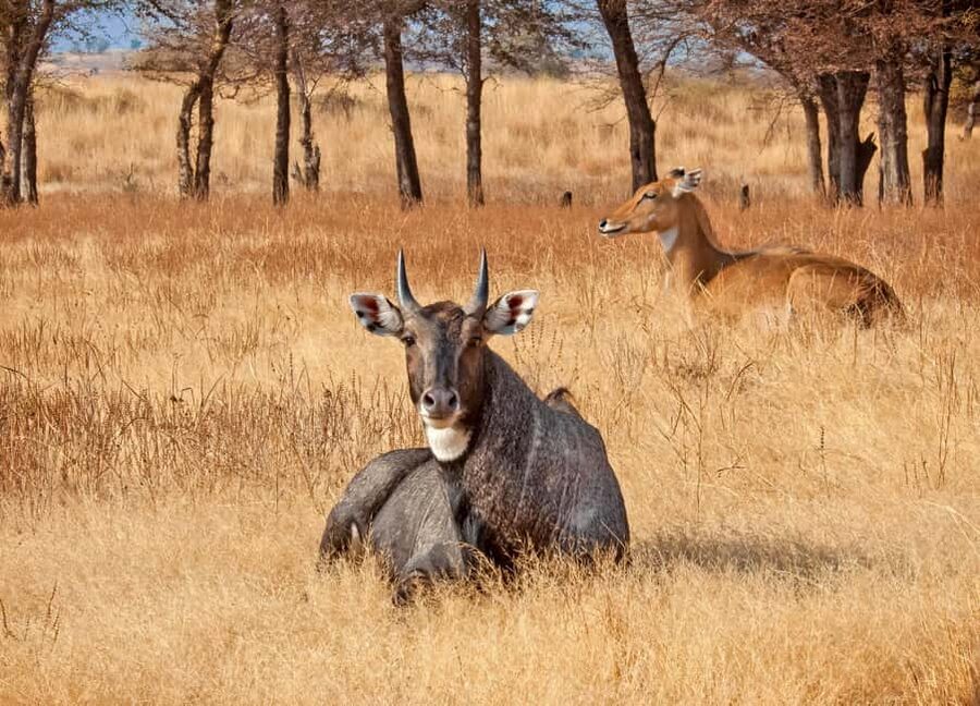 From Jaipur: One Day Trip to Ranthambore Tiger Safari - A Very Long Day from Jaipur to Ranthambore