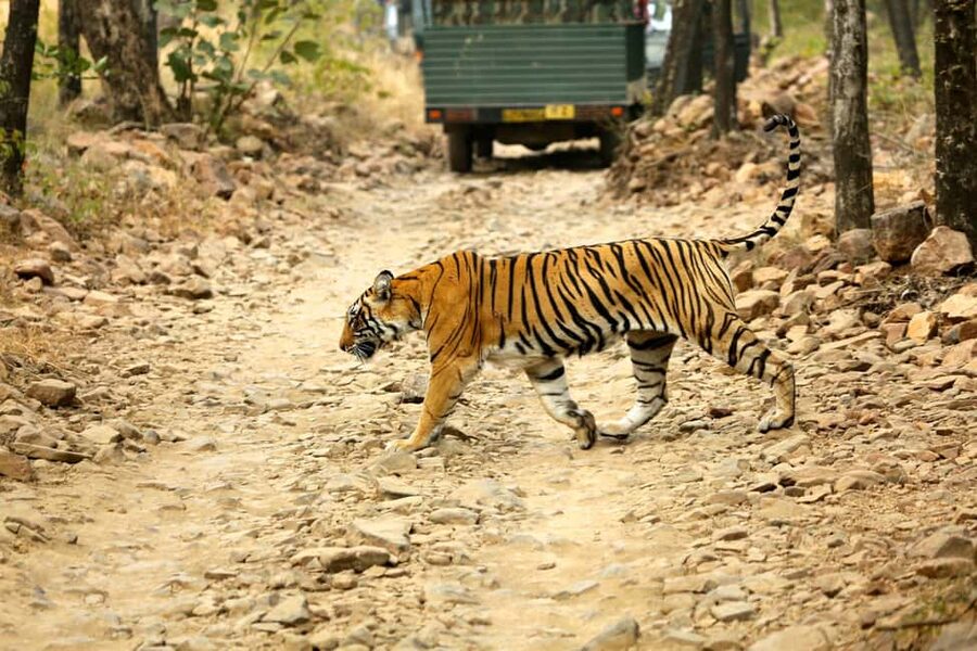 From Jaipur: One Day Trip to Ranthambore Tiger Safari - Three Hours Inside Ranthambore National Park