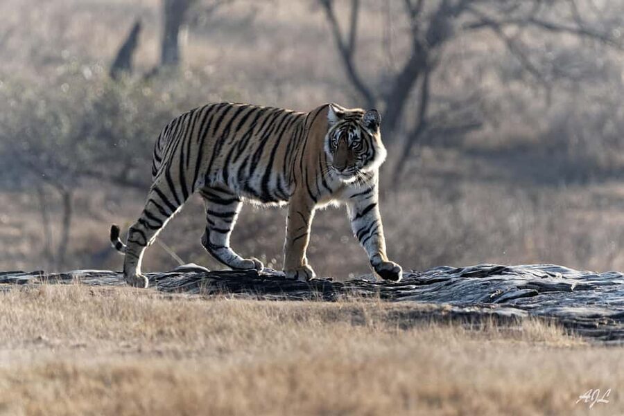 From Jaipur: One Day Trip to Ranthambore Tiger Safari - The Return to Jaipur