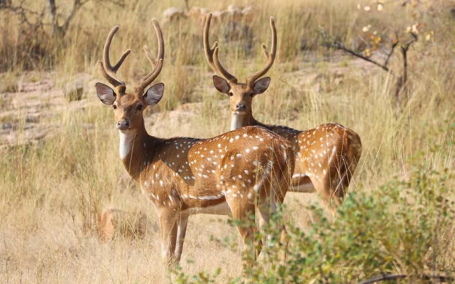 From Jaipur: One Day Trip to Ranthambore Tiger Safari - Is $100 a Fair Price?