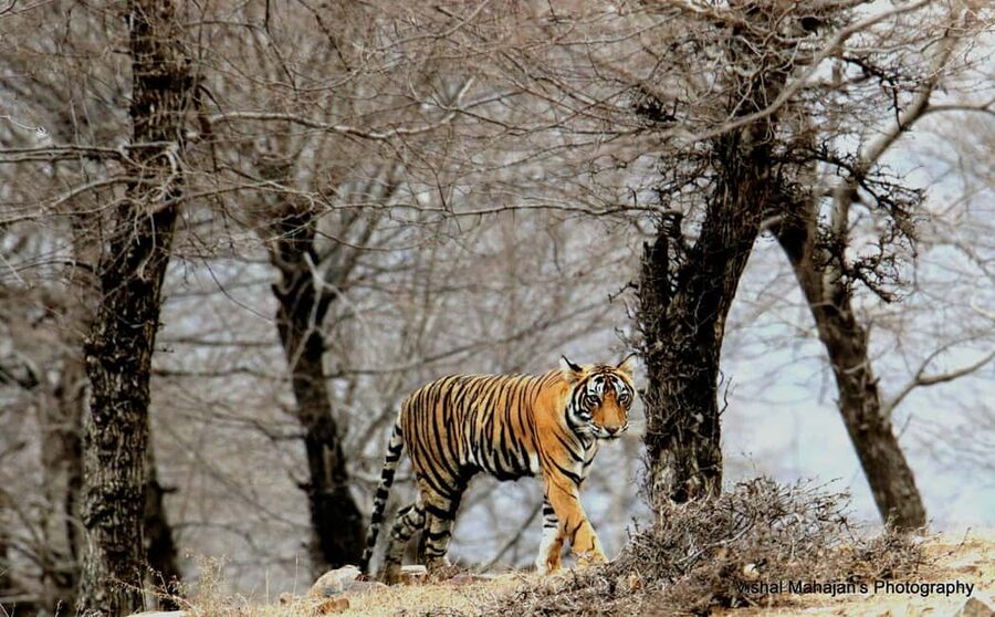 From Jaipur: One Day Trip to Ranthambore Tiger Safari - What Happens at Sawai Madhopur
