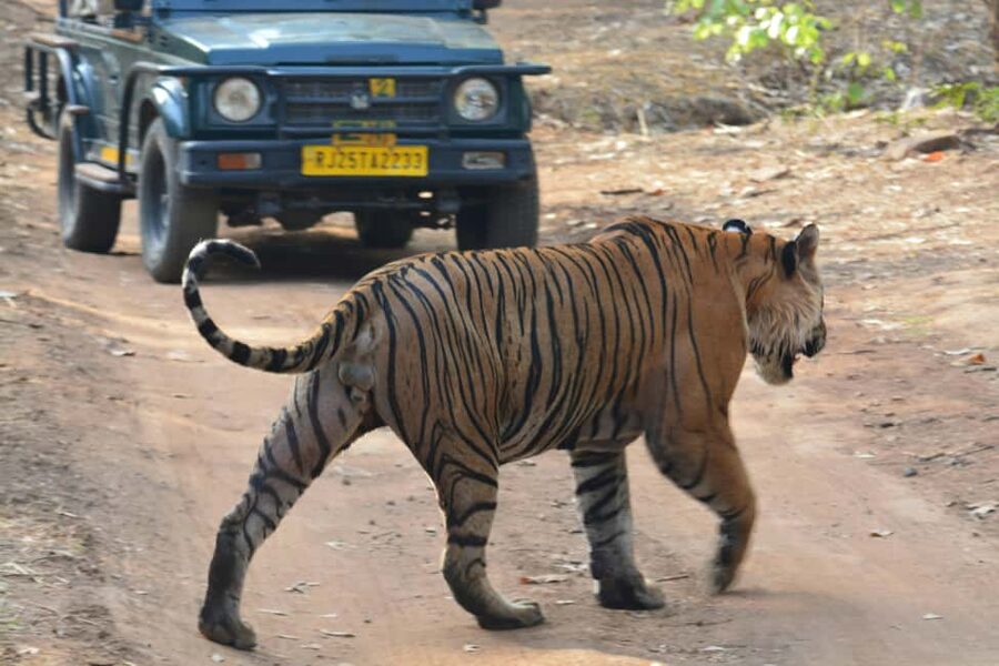 From Jaipur: Ranthambore National Park Day Trip with Safari - Key points to know before booking