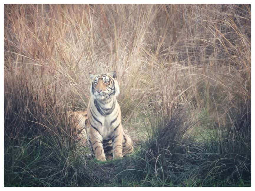 From Jaipur: Ranthambore National Park Day Trip with Safari - The long road from Jaipur to Sawai Madhopur