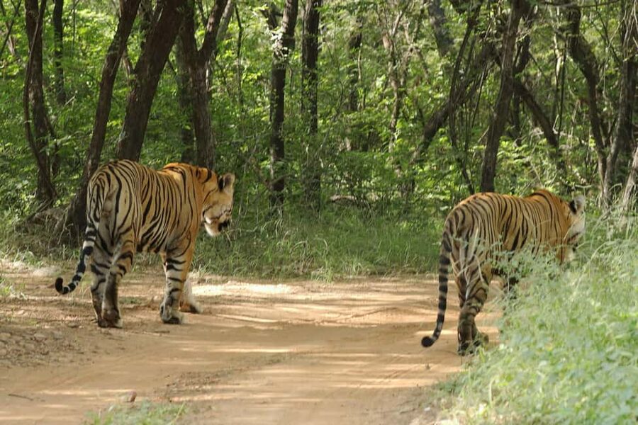 From Jaipur: Ranthambore National Park Day Trip with Safari - Tigers are possible, but the forest sets the rules