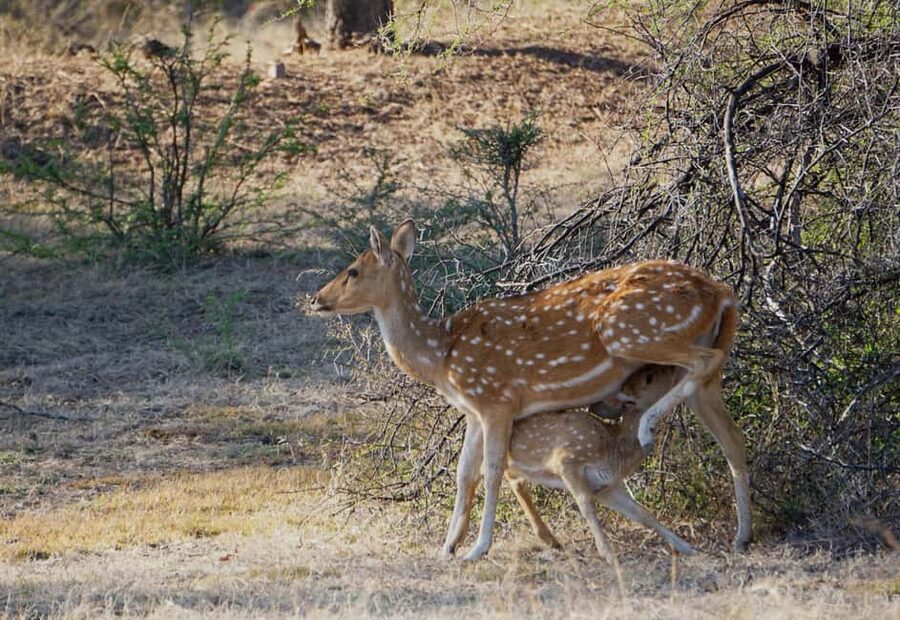 From Jaipur: Ranthambore National Park Day Trip with Safari - Beyond tigers: the animals you may see
