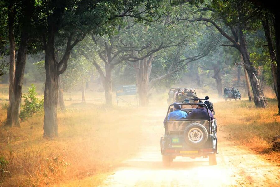 From Jaipur: Ranthambore National Park Day Trip with Safari - Cold mornings, hot afternoons, and what to pack