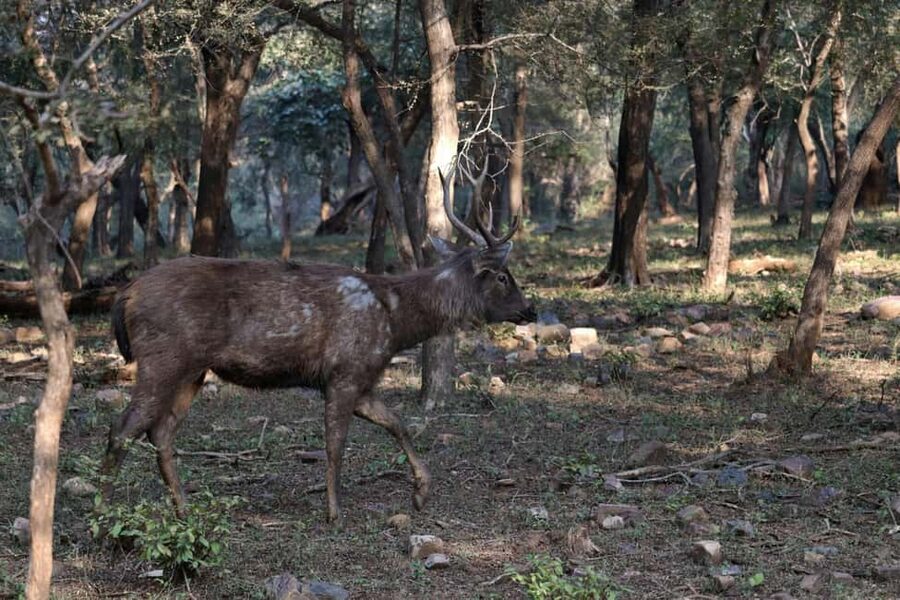 From Jaipur: Ranthambore National Park Day Trip with Safari - What the $85 price really covers