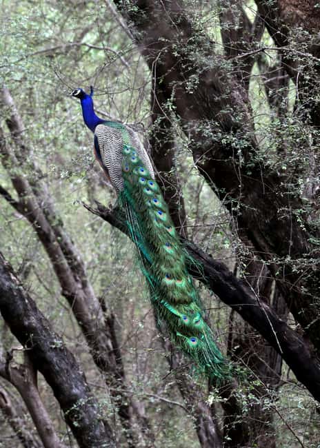 From Jaipur: Ranthambore National Park Day Trip with Safari - The drivers make the long day easier