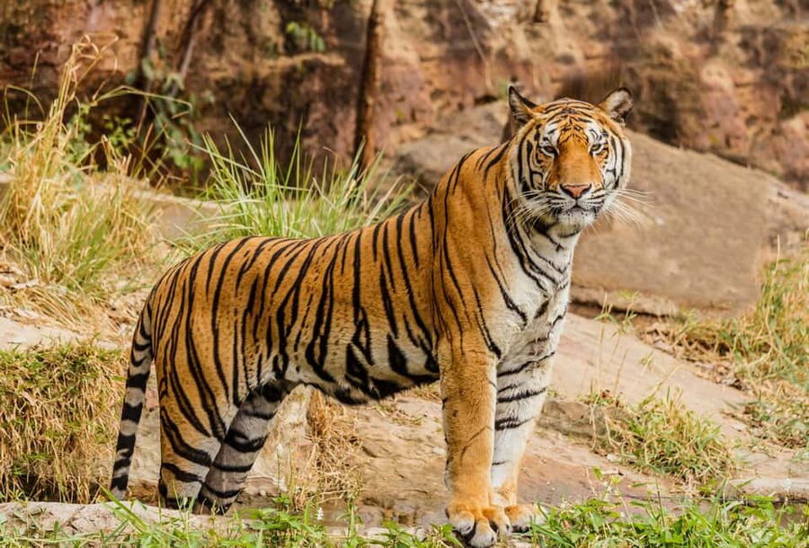 From Jaipur: Ranthambore National Park Day Trip with Safari - What happens at Ranthambore National Park