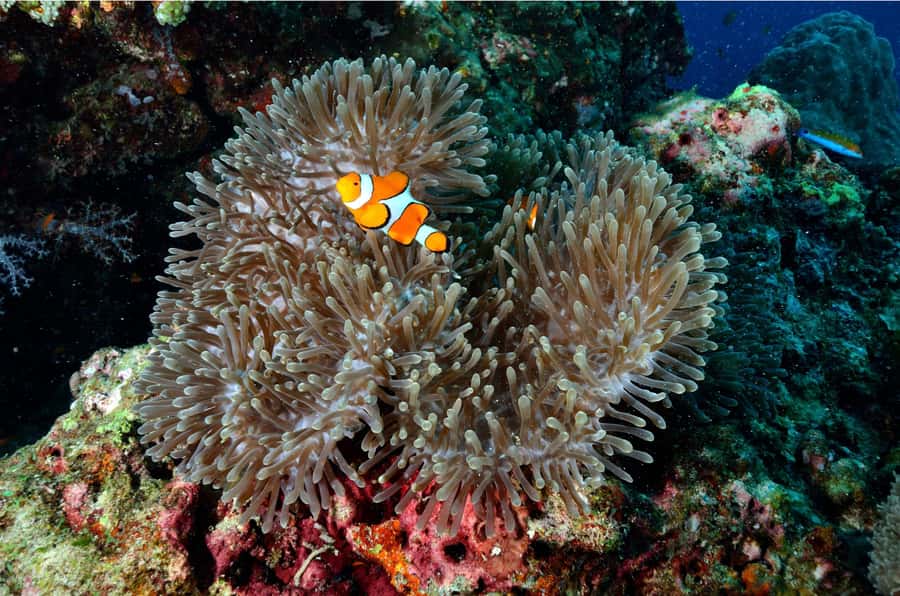 From Khao Lak: Similan Islands Day Trip with Snorkeling - What to pack for a smoother day