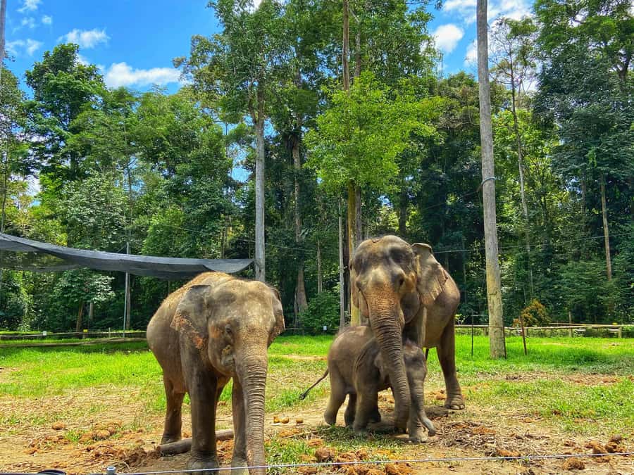 From Kuala Lumpur: Kuala Gandah Elephant Sanctuary Day Trip - A full day from Kuala Lumpur to Pahang