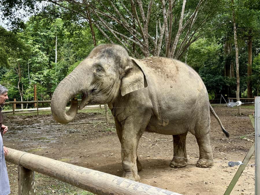 From Kuala Lumpur: Kuala Gandah Elephant Sanctuary Day Trip - Feeding baby elephants and seeing the animals up close