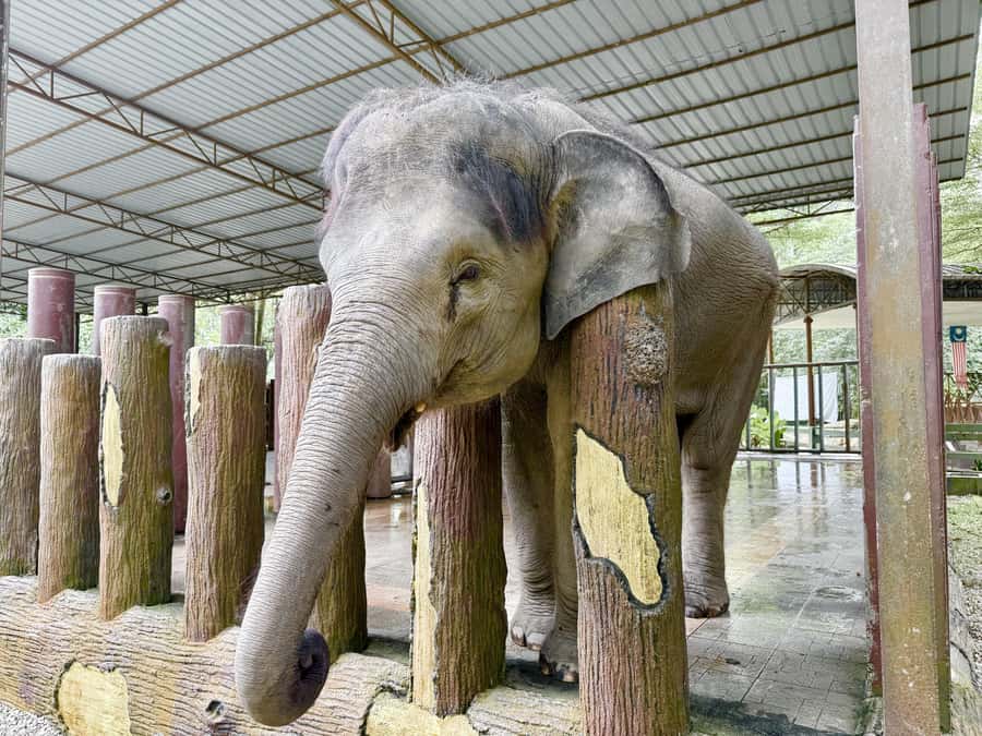 From Kuala Lumpur: Kuala Gandah Elephant Sanctuary Day Trip - Elephant bathing: the most weather-dependent part
