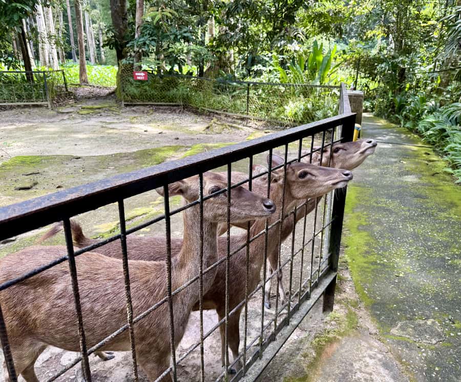 From Kuala Lumpur: Kuala Gandah Elephant Sanctuary Day Trip - Batu Caves in 30 minutes