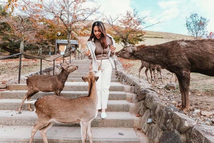 From Kyoto: Nara, Osaka & Kobe Day Trip – 3 Cities in 1 Day - Who should book this experience?