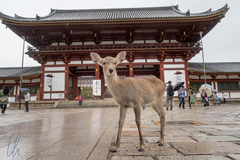 From Kyoto: Nara, Osaka & Kobe Day Trip – 3 Cities in 1 Day - Why this Kyoto day trip works