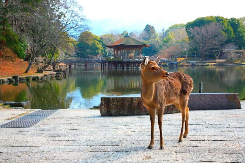 From Kyoto: Nara, Osaka & Kobe Day Trip – 3 Cities in 1 Day - Nara Park and the free-roaming deer