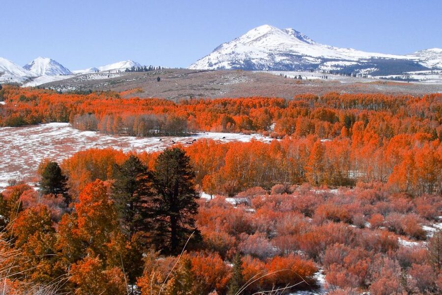 From Lake Tahoe: Yosemite National Park Day Trip with Lunch - What Snowshoe John adds to the day