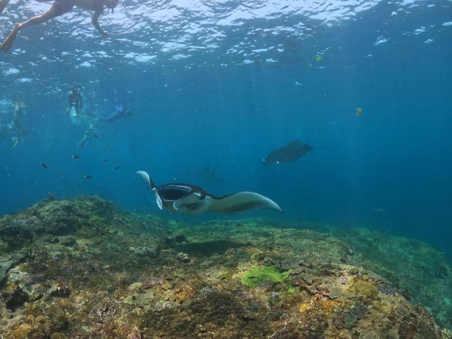 From Lembongan: Nusa Penida Snorkeling Day Trip - Safety decisions that deserve your attention