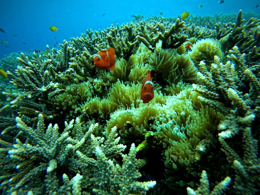 From Lembongan: Nusa Penida Snorkeling Day Trip - Who will enjoy this most?