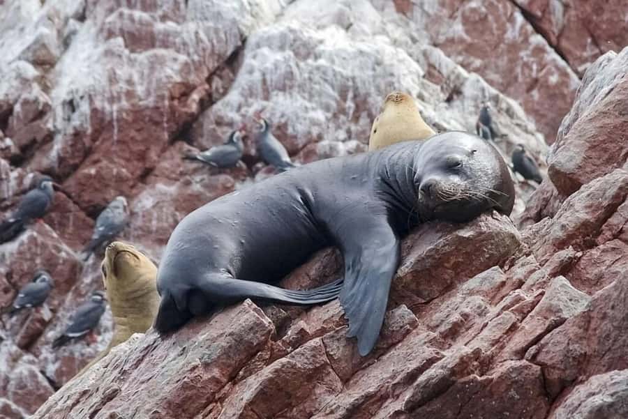 From Lima: Day Trip to Paracas, Ica & Oasis Huacachina - The dune buggy ride and sandboarding