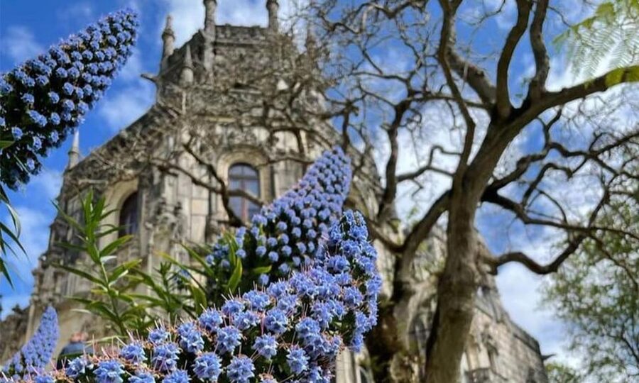 From Lisbon: Sintra, Pena Palace and Regaleira Day Trip - Transport, pace, and walking