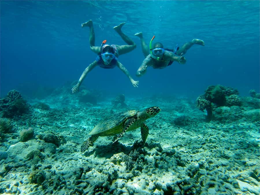 From Lombok: Gili Islands Snorkeling Day Trip - Key points at a glance