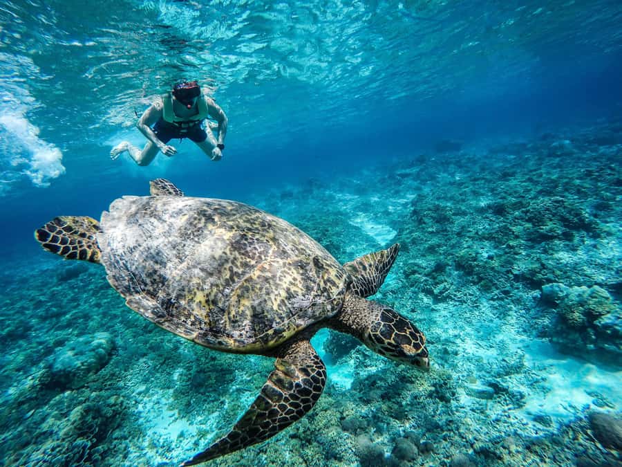 From Lombok: Gili Islands Snorkeling Day Trip - Three Gilis, one well-packed day
