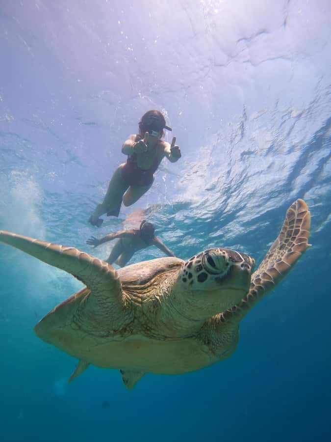 From Lombok: Gili Islands Snorkeling Day Trip - What the guides add to the experience