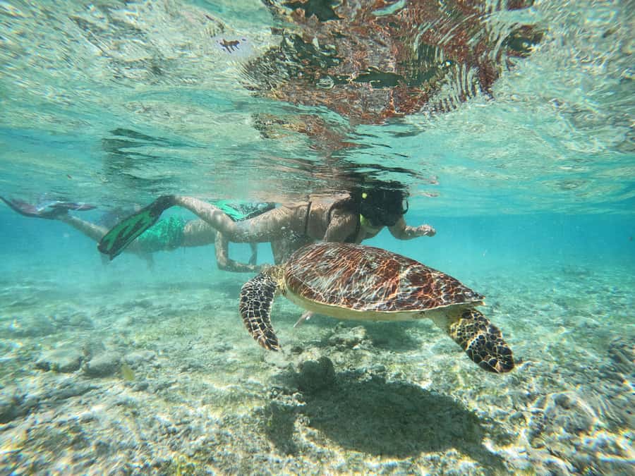 From Lombok: Gili Islands Snorkeling Day Trip - Practical advice before you leave Lombok