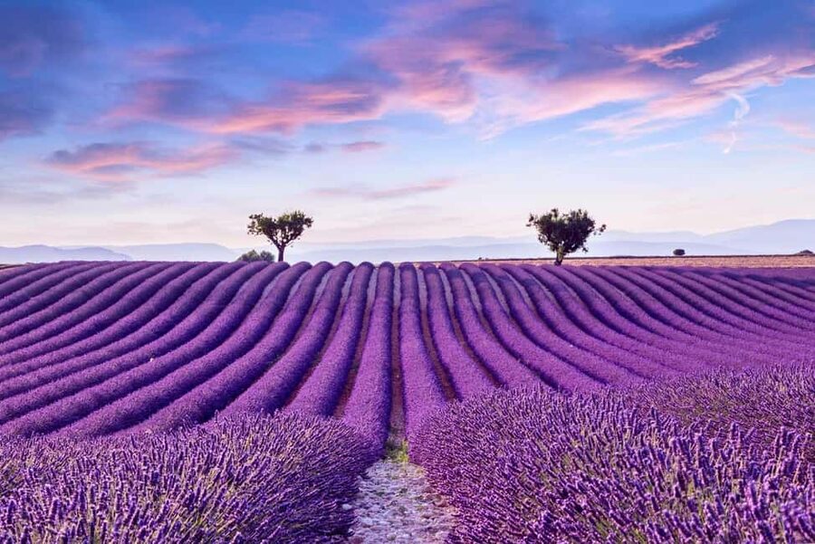 From Madrid: Day Trip to Brihuega Lavender Fields - Meeting the coach at Hotel Mediodía