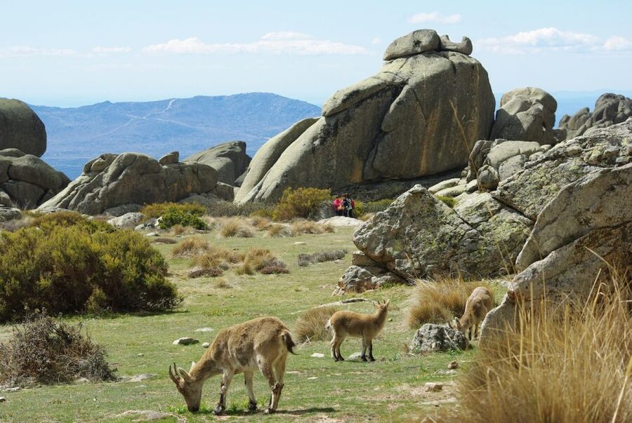 From Madrid: Sierra de Guadarrama Hiking Day Trip - A guided hike, not a one-size-fits-all walk