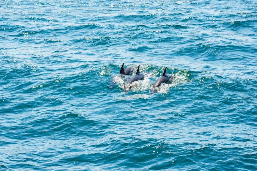 From Malaga: Day trip to Gibraltar and Dolphin Boat Tour - FAQ