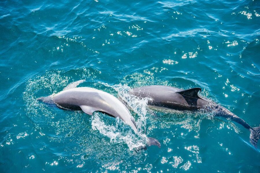 From Malaga: Day trip to Gibraltar and Dolphin Boat Tour - What $73 really buys you